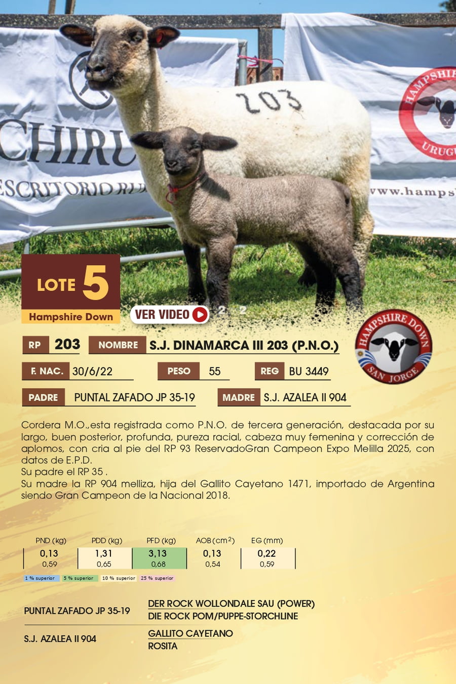 Lote 5 - Hampshire Down