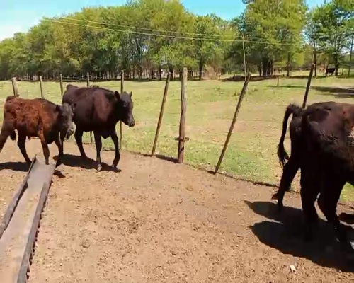 Lote 11 Terneros/as en Buenos Aires, Salazar