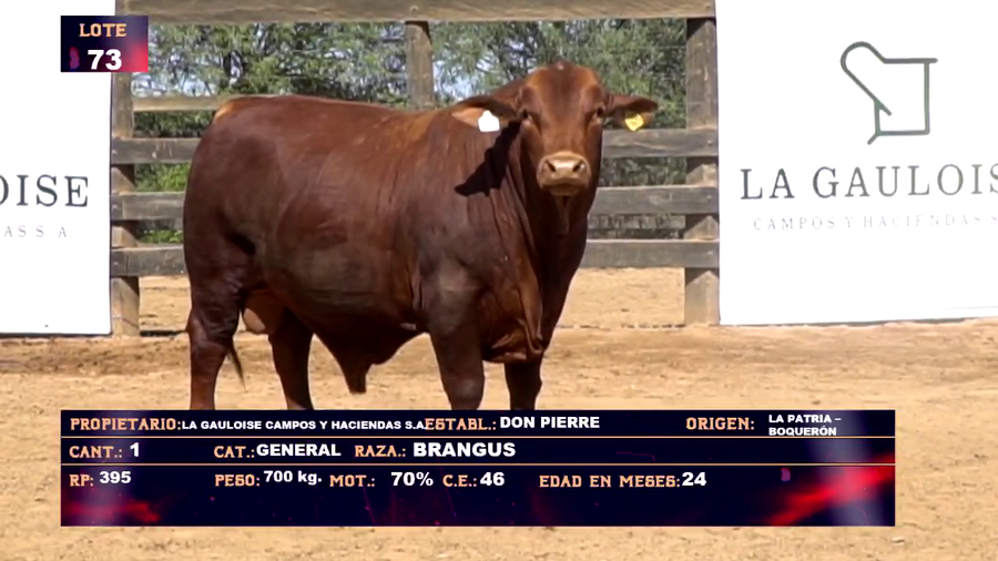 Lote LA GAULOISE CAMPOS Y HACIENDA SA- LOTE 73