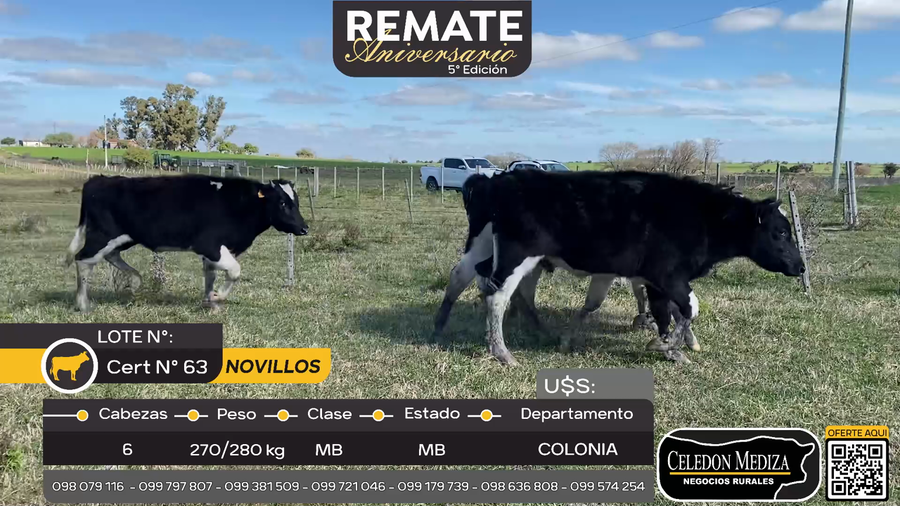 Lote 6 Novillos A 10 km de Agraciada, Colonia