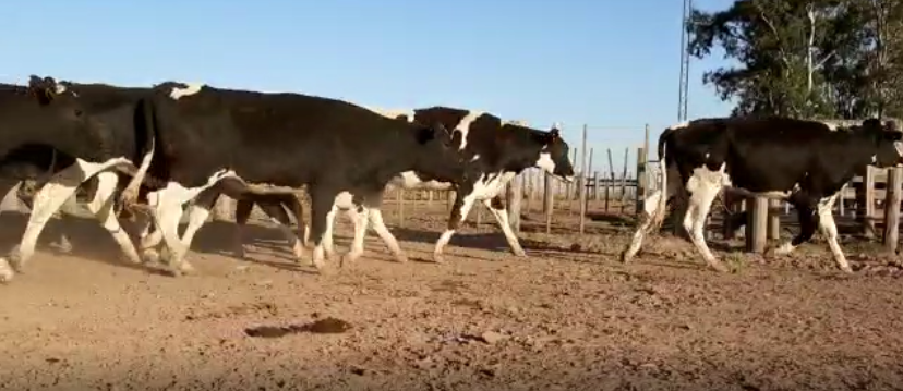 Lote 21 Vaquillonas en Col. San Bartolome, Córdoba