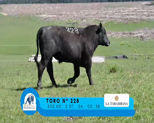 Lote TORO 228