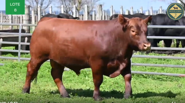 Lote TOROS RP 1072 1076 1079