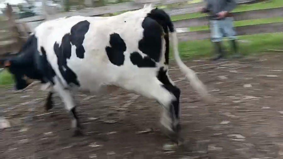 Lote Vaquillonas  a remate en Pantalla Especial de Otoño, San José