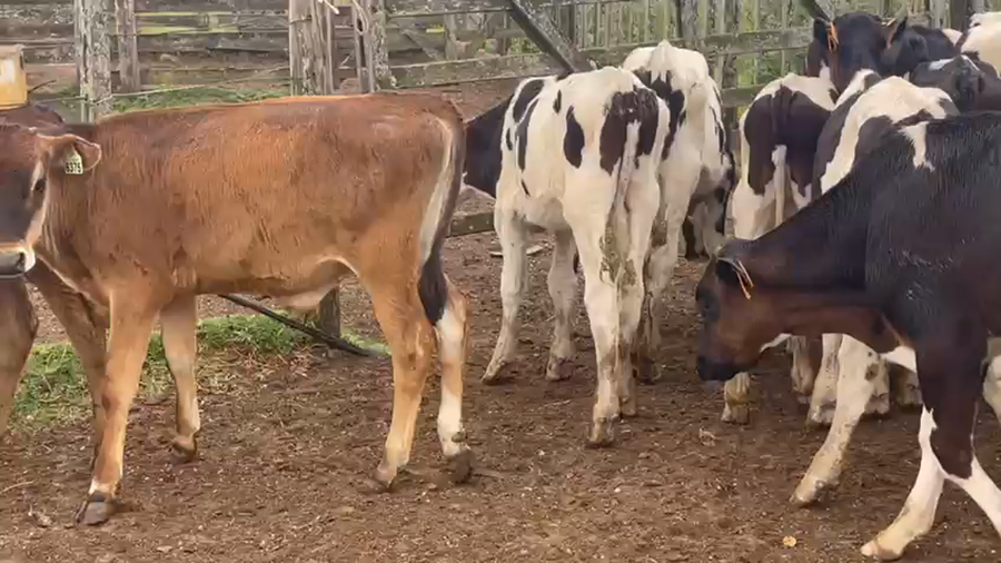 Lote 13Terneros Holando y cruzas