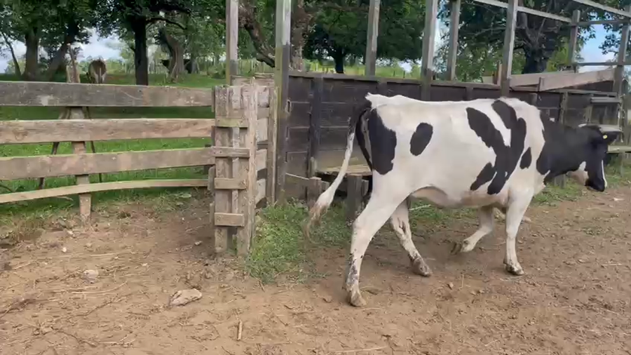 Lote 17 Vaquilla Gorda en Osorno, X Región Los Lagos