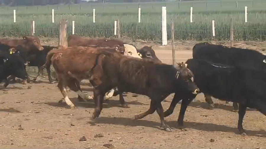 Lote 94 Terneros/as