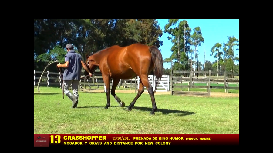 Lote GRASSHOPPER
