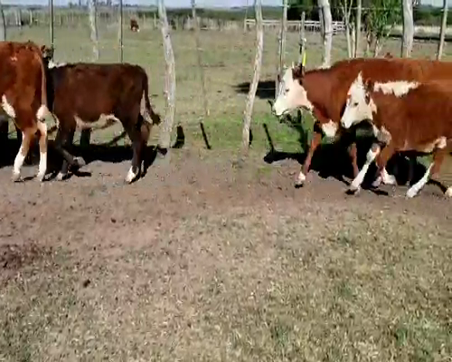 Lote 61 Terneros/as en Villaguay, Entre Ríos