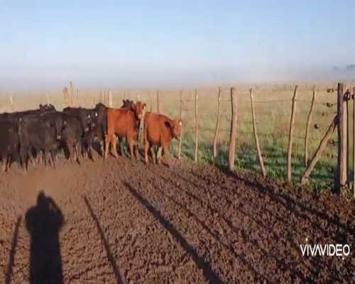 Lote 67 Terneros en Gral Paz, Buenos Aires
