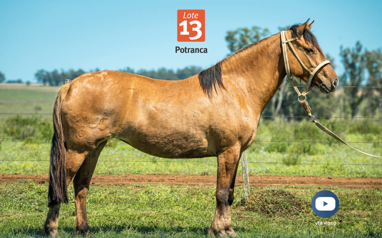 Lote DEL SILENCIO FLOR DE CEIBO