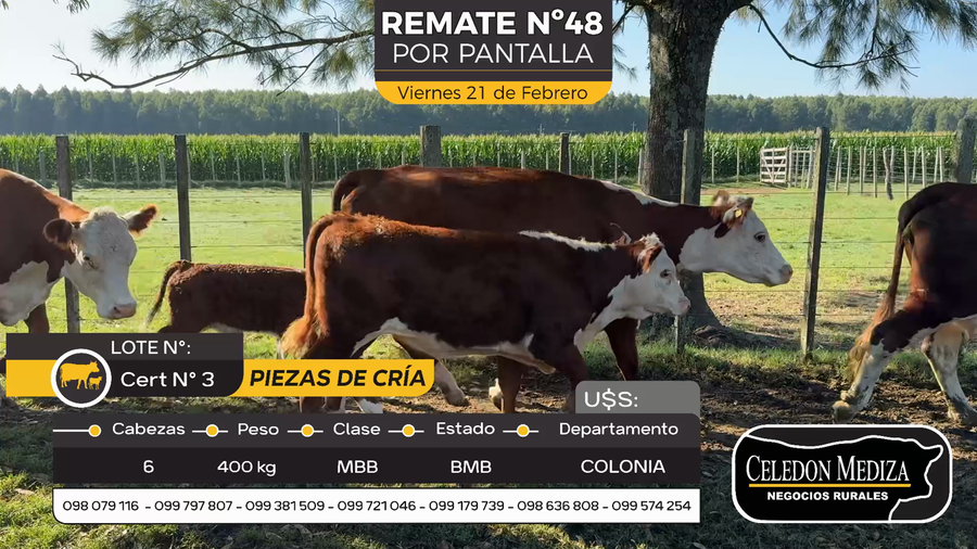 Lote 6 Piezas de cría en Otra Localidad, Colonia