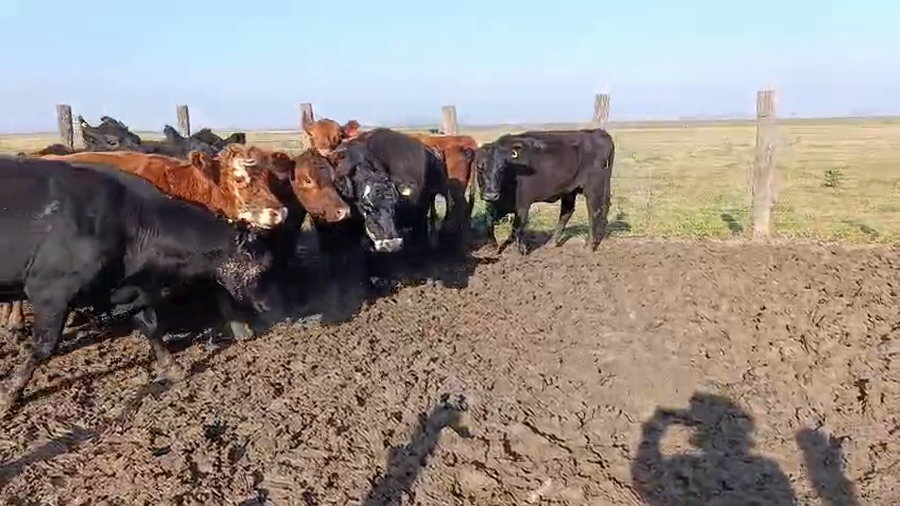 Lote 11 Vacas CUT preñadas