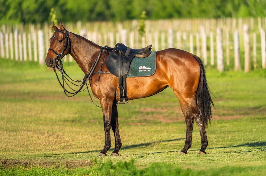 Lote DON ERCOLE OLIVA