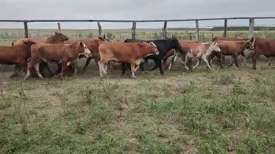 Lote 86 Novillitos en Virasoro, Corrientes