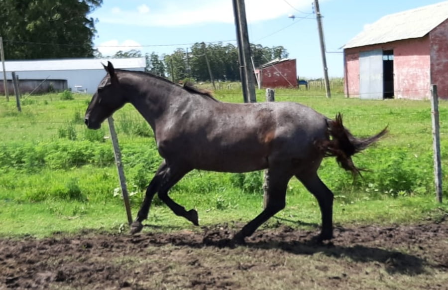 Lote RP 10 - CUCA CARBONERO