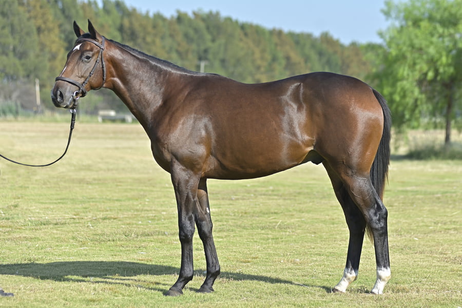 Lote MR INDALECIO (M) - PORTAL DEL ALTO x DEAR PIRUCA