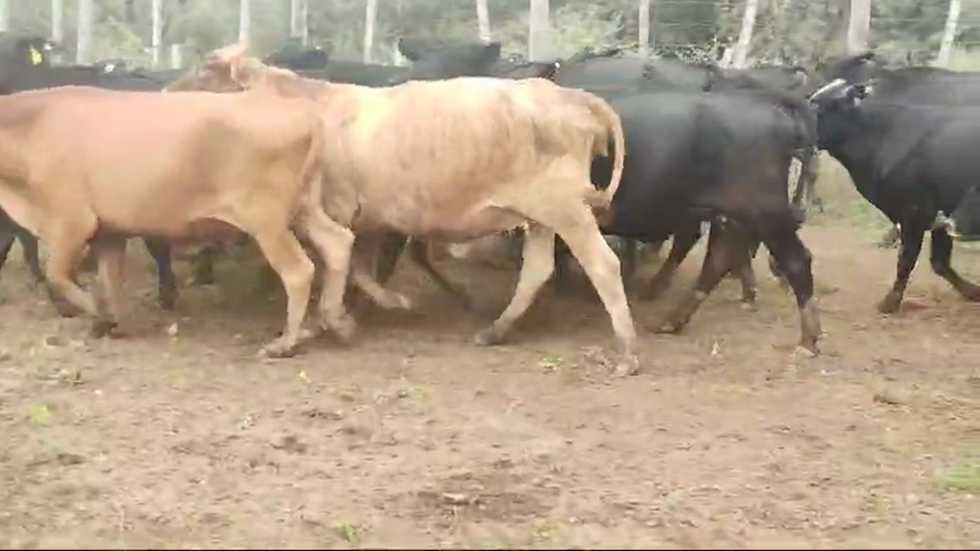 Lote 110 Vacas de invernar en Quimilí, Santiago del Estero