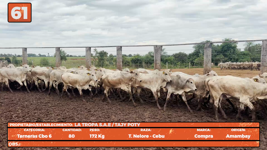 Lote LOTE 61