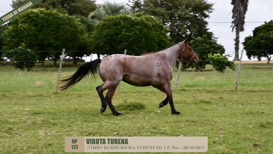 Lote VIRUTA TURENA