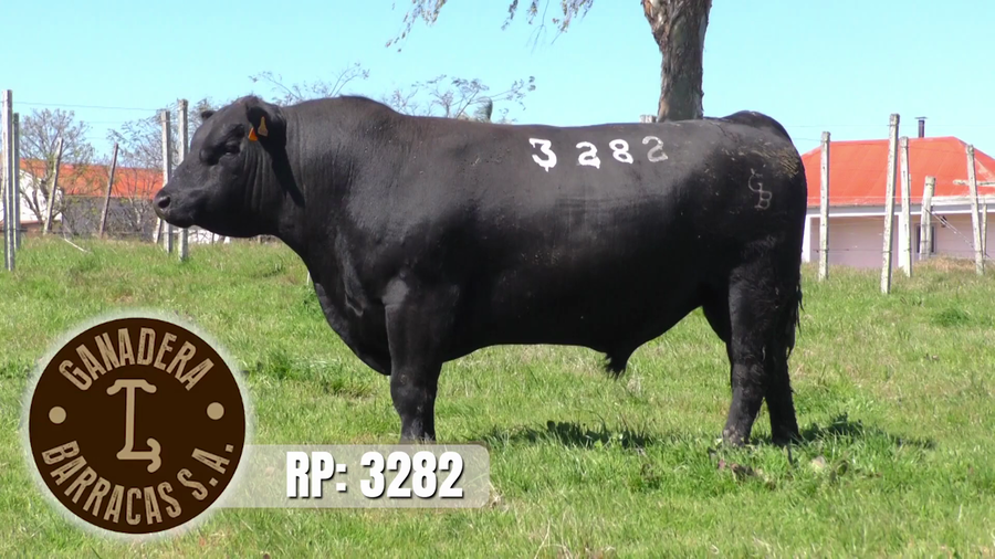 Lote (Vendido)Toros a remate en Ganadera Barracas S.A en Caraguata