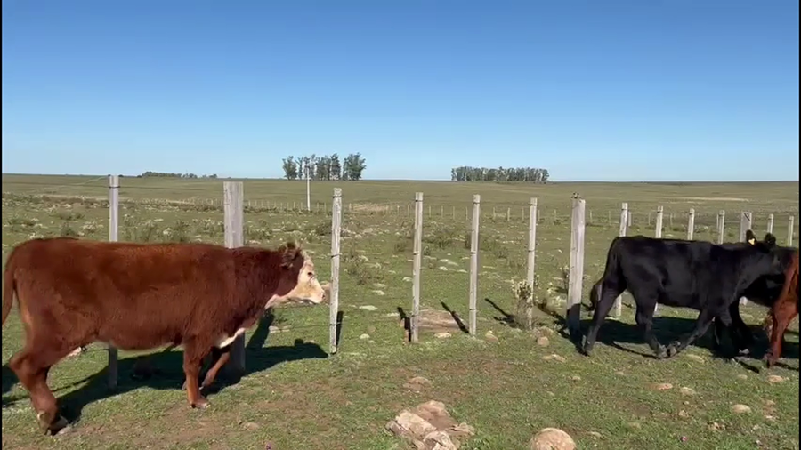 Lote VAQUILLONAS 1-2 AÑOS