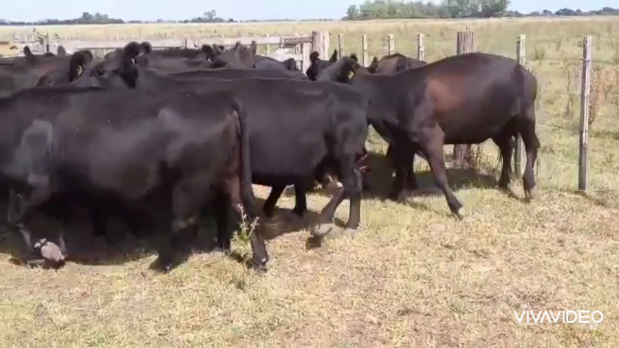 Lote 16 Vacas usadas preñadas en Gral. Paz, Buenos Aires