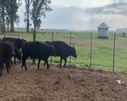 Lote 40 Terneros en San Andrés de Giles, Buenos Aires