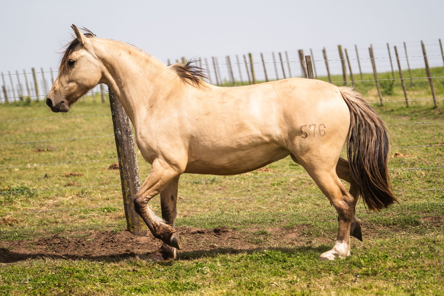 Lote AGENCIADA WANDA