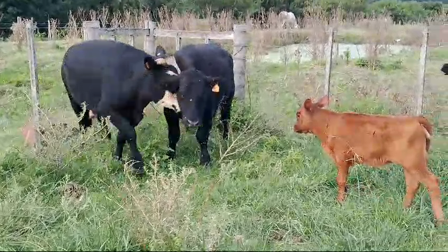 Lote 2 Novillos Angus a remate en Pantalla Camy, San José