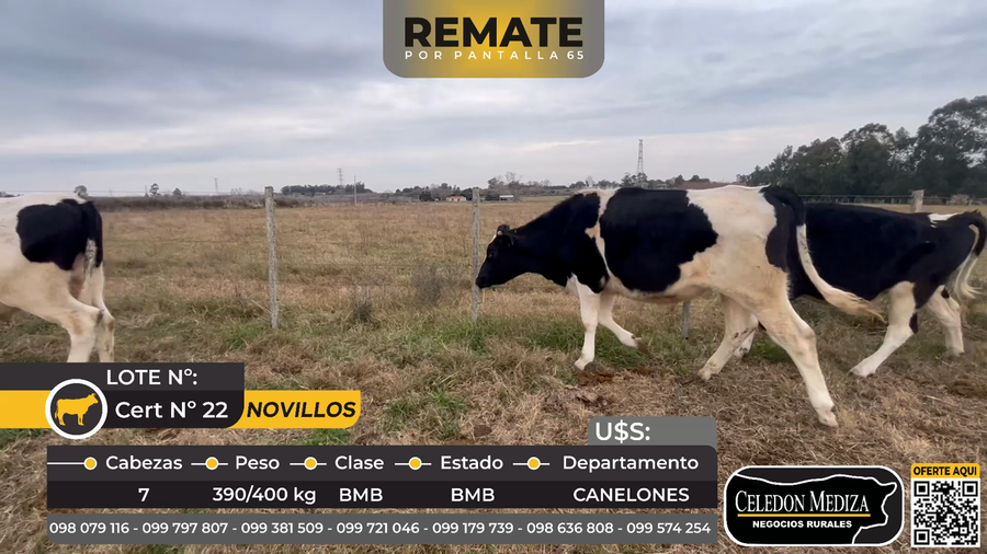 Lote 7 Novillos en Canelones