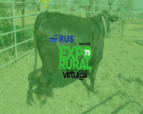 Lote VAQ BRANGUS REG . DEFINITIVO