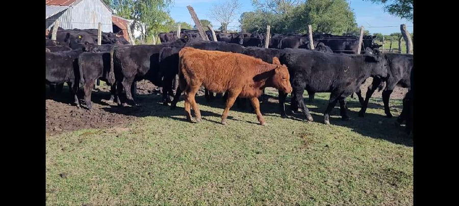 Lote 28 Terneros/as en Villaguay, Entre Ríos