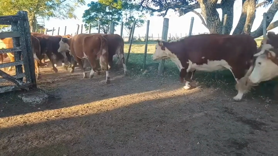 Lote Laura Folle - Escritorio Dutra