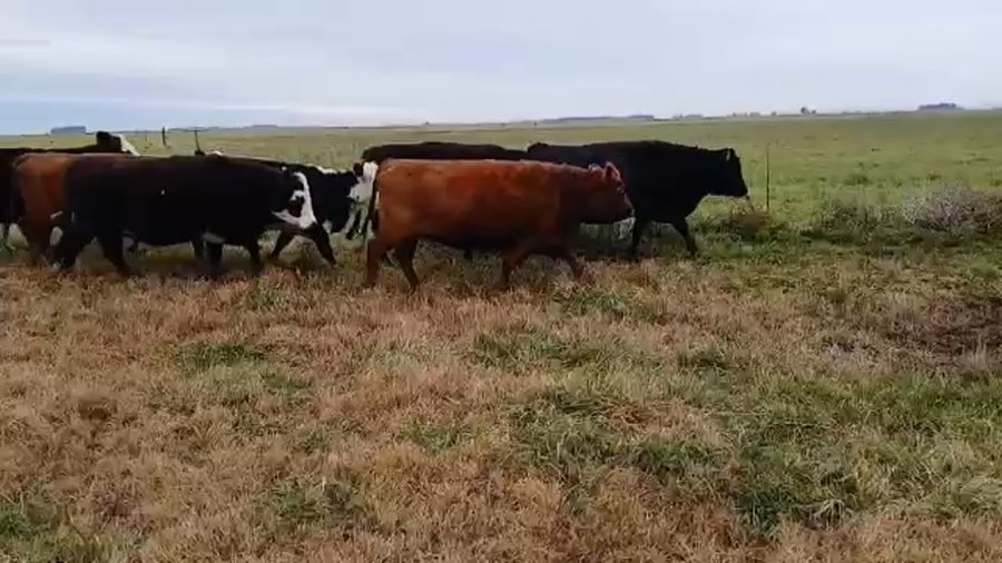 Lote 16 Vacas nuevas C/ gtia de preñez