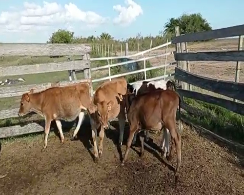 Lote 5 Terneros KIWI HOLANDO Y YERSEY a remate en Pantalla Camy 90kg - , San José