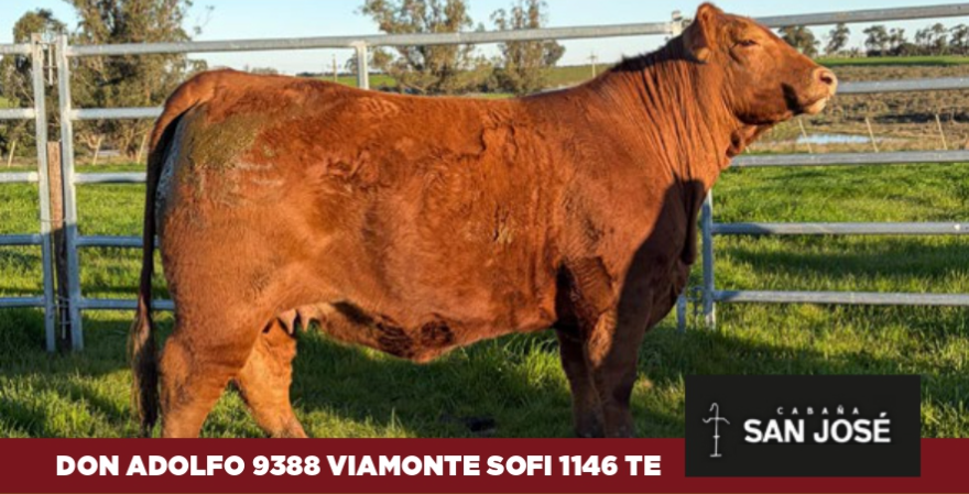 Lote Cabaña San Jose