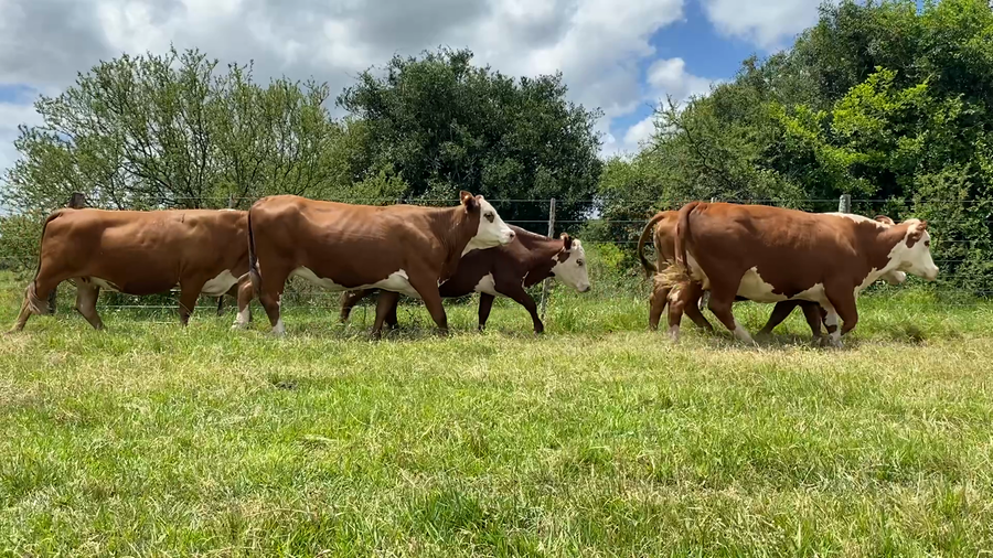 Lote 32 Vacas nuevas C/ gtia de preñez