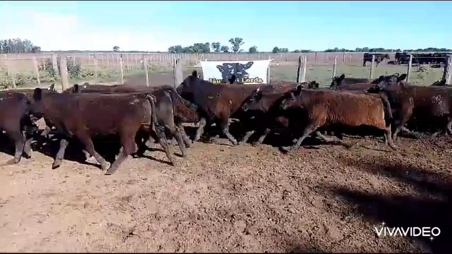 Lote 32 Terneros