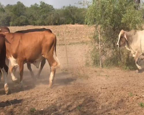 Lote 60 Novillos en Las Lomitas, Formosa