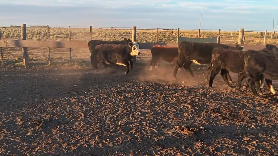 Lote 22 Terneras en Espartillar