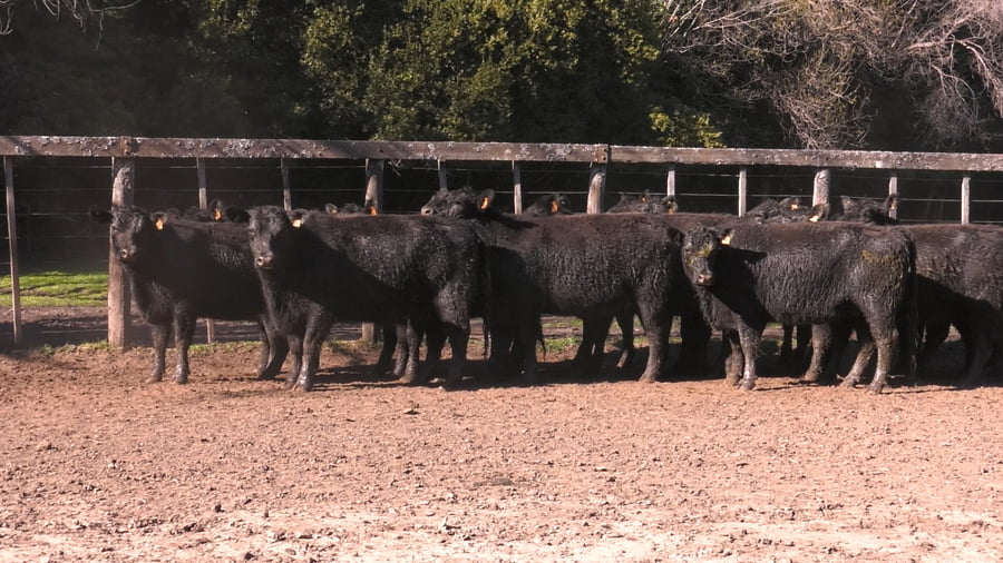 Lote VAQUILLONAS PURAS POR CRUZAS ( C/ garantía de preñez y con servicio)