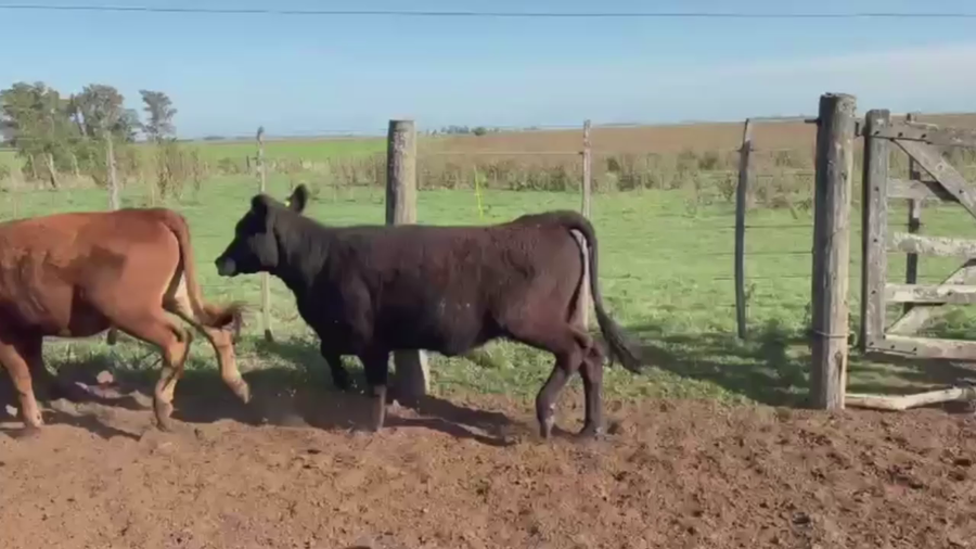 Lote 42 NTOS. Y VAQ., DAIREAUX, BS. AS.