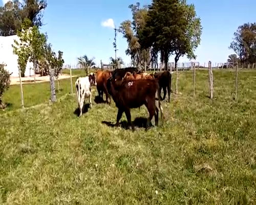 Lote Terneros