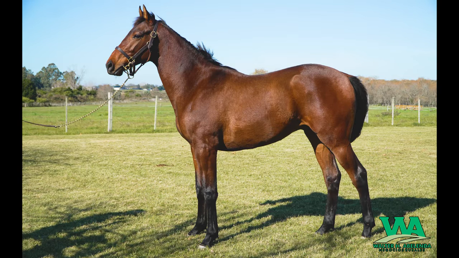 Lote PIMPER'S CELEBRE (BRZ)