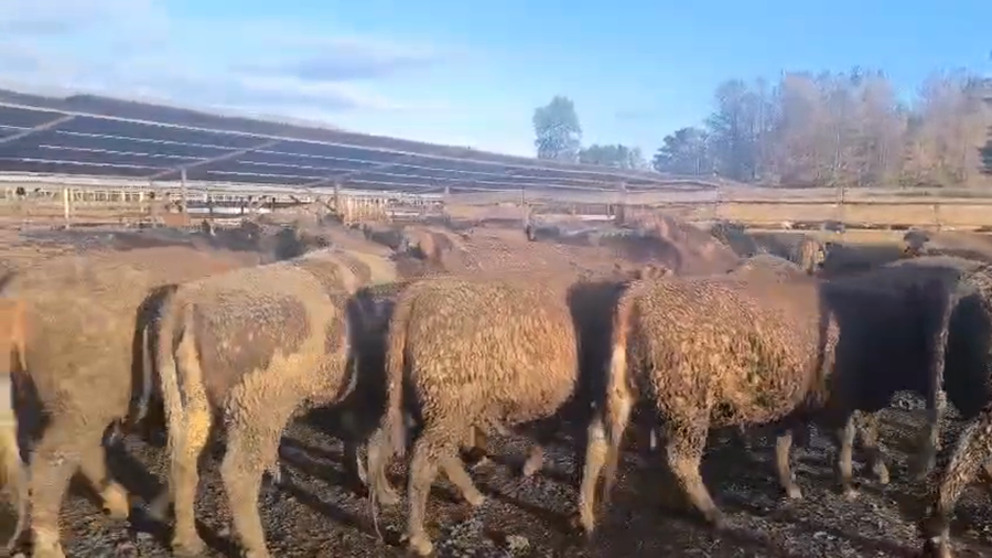 Lote 20 Vaquilla Gorda en Los Ángeles, VIII Región Biobío