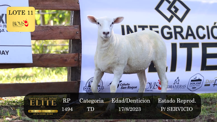 Lote LOTE 11