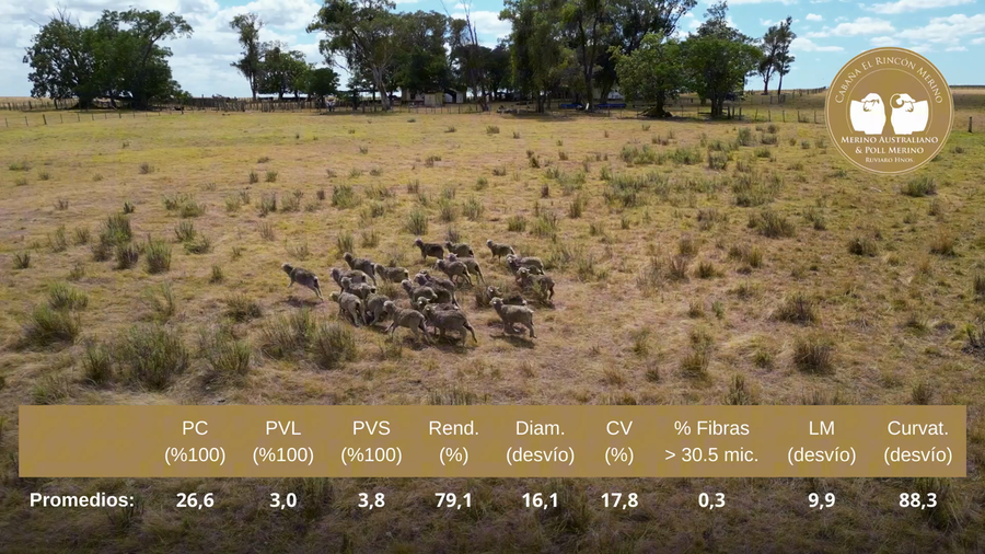 Lote Vientres MO con OFDA