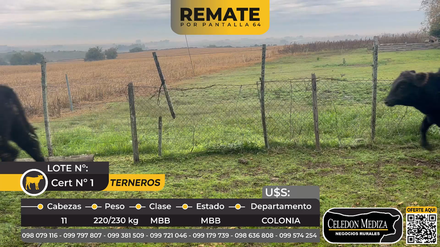 Lote 11 Terneros en Paso Antolín, Colonia