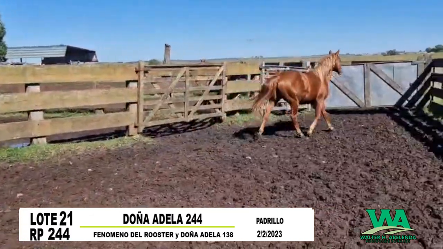 Lote DOÑA ADELA 244